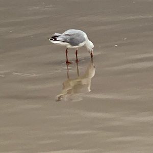 Meet your Posher, Marg